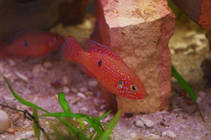 foto/forum/2013/th-img96995.jpg