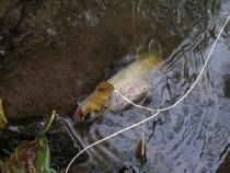 foto/forum/2013/th-img97477.jpg