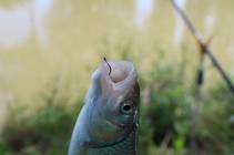 foto/forum/2014/th-img107334.jpg