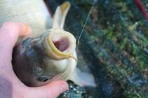 foto/forum/2014/th-img107335.jpg