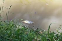 foto/forum/2014/th-img107336.jpg