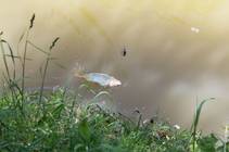 foto/forum/2014/th-img107462.jpg