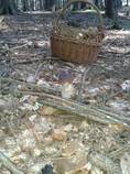 foto/forum/2014/th-img108822.jpg