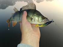 foto/forum/2014/th-img109425.jpg