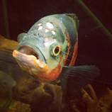 foto/forum/2014/th-img111057.jpg