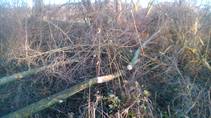 foto/forum/2015/th-img117161.jpg