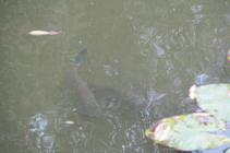foto/forum/2016/th-img121432.jpg