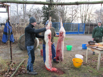 foto/forum/2016/th-img121645.jpg