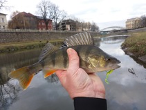 foto/forum/2016/th-img122128.jpg