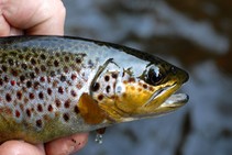 foto/fotoalba/00074/1793/x-chytej.cz-00074-00014408.jpg