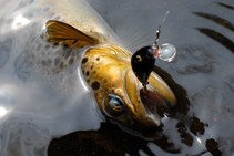 foto/fotoalba/00074/1793/x-chytej.cz-00074-00014423.jpg
