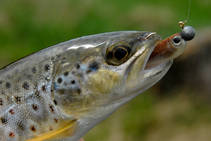 foto/fotoalba/00074/1793/x-chytej.cz-00074-52574.jpg