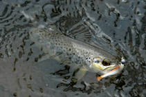 foto/fotoalba/00074/1793/x-chytej.cz-00074-52575.jpg