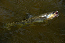 foto/fotoalba/00074/1793/x-chytej.cz-00074-52577.jpg