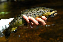 foto/fotoalba/00074/1793/x-chytej.cz-00074-52988.jpg
