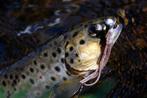 foto/fotoalba/00074/1793/x-chytej.cz-00074-52989.jpg