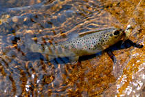 foto/fotoalba/00074/1793/x-chytej.cz-00074-53014.jpg