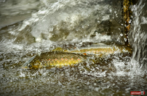 foto/fotoalba/00074/1793/x-chytej.cz-00074-69349.jpg