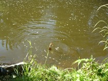 foto/fotoalba/00080/4766/x-chytej.cz-00080-00037415.jpg