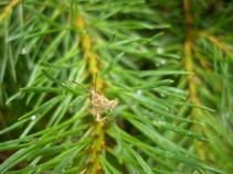 foto/fotoalba/00080/4800/x-chytej.cz-00080-00037886.jpg