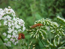foto/fotoalba/00080/4800/x-chytej.cz-00080-00038011.jpg