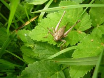 foto/fotoalba/00080/4800/x-chytej.cz-00080-00038791.jpg