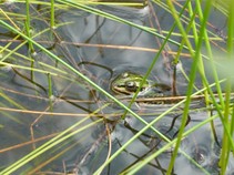 foto/fotoalba/00080/4800/x-chytej.cz-00080-00038795.jpg