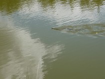 foto/fotoalba/00080/4800/x-chytej.cz-00080-00040373.jpg
