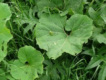 foto/fotoalba/00367/1878/x-chytej.cz-00367-00014728.jpg