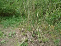 foto/fotoalba/00367/1878/x-chytej.cz-00367-00014730.jpg