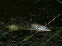 foto/fotoalba/00633/522/x-chytej.cz-00633-00008027.jpg