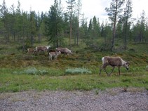 foto/fotoalba/02714/4830/x-chytej.cz-02714-00037731.jpg