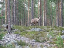 foto/fotoalba/02714/4830/x-chytej.cz-02714-00037733.jpg