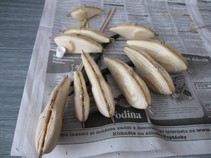 foto/fotoalba/02739/5461/x-chytej.cz-02739-00043373.jpg