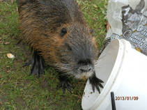 foto/fotoalba/04266/6397/x-chytej.cz-04266-50846.jpg