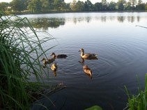 foto/fotoalba/09365/4724/x-chytej.cz-09365-00036719.jpg
