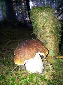 foto/fotoalba/10001/6245/x-chytej.cz-10001-48982.jpg