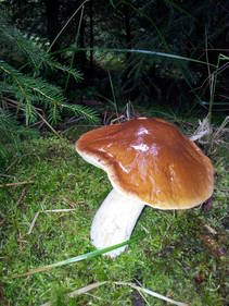 foto/fotoalba/10001/6245/x-chytej.cz-10001-48983.jpg