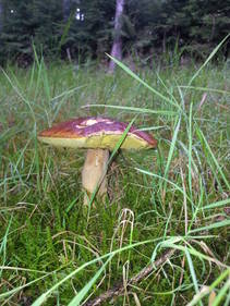 foto/fotoalba/10001/6245/x-chytej.cz-10001-48986.jpg