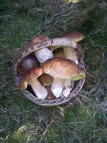 foto/fotoalba/10001/6245/x-chytej.cz-10001-48993.jpg