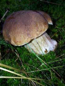 foto/fotoalba/10001/6245/x-chytej.cz-10001-48997.jpg