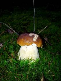 foto/fotoalba/10001/6245/x-chytej.cz-10001-48998.jpg