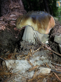 foto/fotoalba/10001/6245/x-chytej.cz-10001-54439.jpg