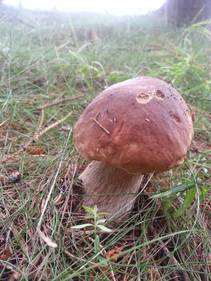 foto/fotoalba/10001/6245/x-chytej.cz-10001-55166.jpg