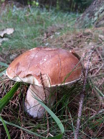 foto/fotoalba/10001/6245/x-chytej.cz-10001-55298.jpg