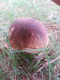 foto/fotoalba/10001/6245/x-chytej.cz-10001-55303.jpg