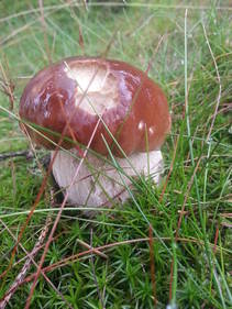 foto/fotoalba/10001/6245/x-chytej.cz-10001-55308.jpg