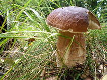 foto/fotoalba/10001/6245/x-chytej.cz-10001-55313.jpg