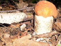 foto/fotoalba/10001/6245/x-chytej.cz-10001-55314.jpg