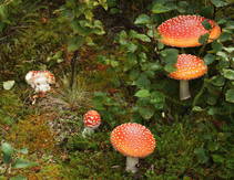 foto/fotoalba/10001/6245/x-chytej.cz-10001-55315.jpg